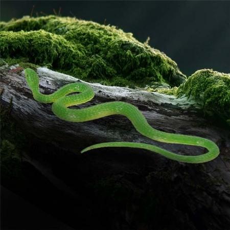 Змея резиновая лизун разноцветная